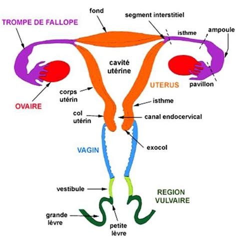 profondeur vagin femme|Taille du vagin humain — Wikipédia